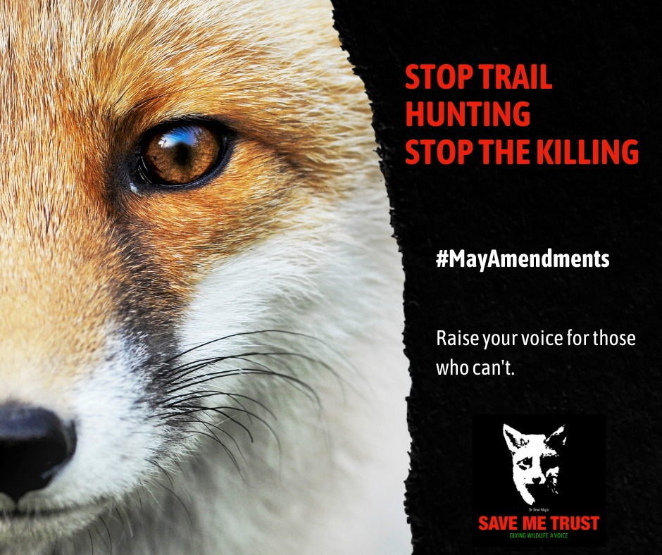 Introducing a recklessness clause to the Hunting Act will prevent ‘trail hunting’ from being used as a cover for killing foxes. Trail hunting did not exist before the Hunting Act and is used as a smokescreen. Sign and share our petition. #MayAmendments 👉 savemetrust.co.uk/2021/01/02/pro…