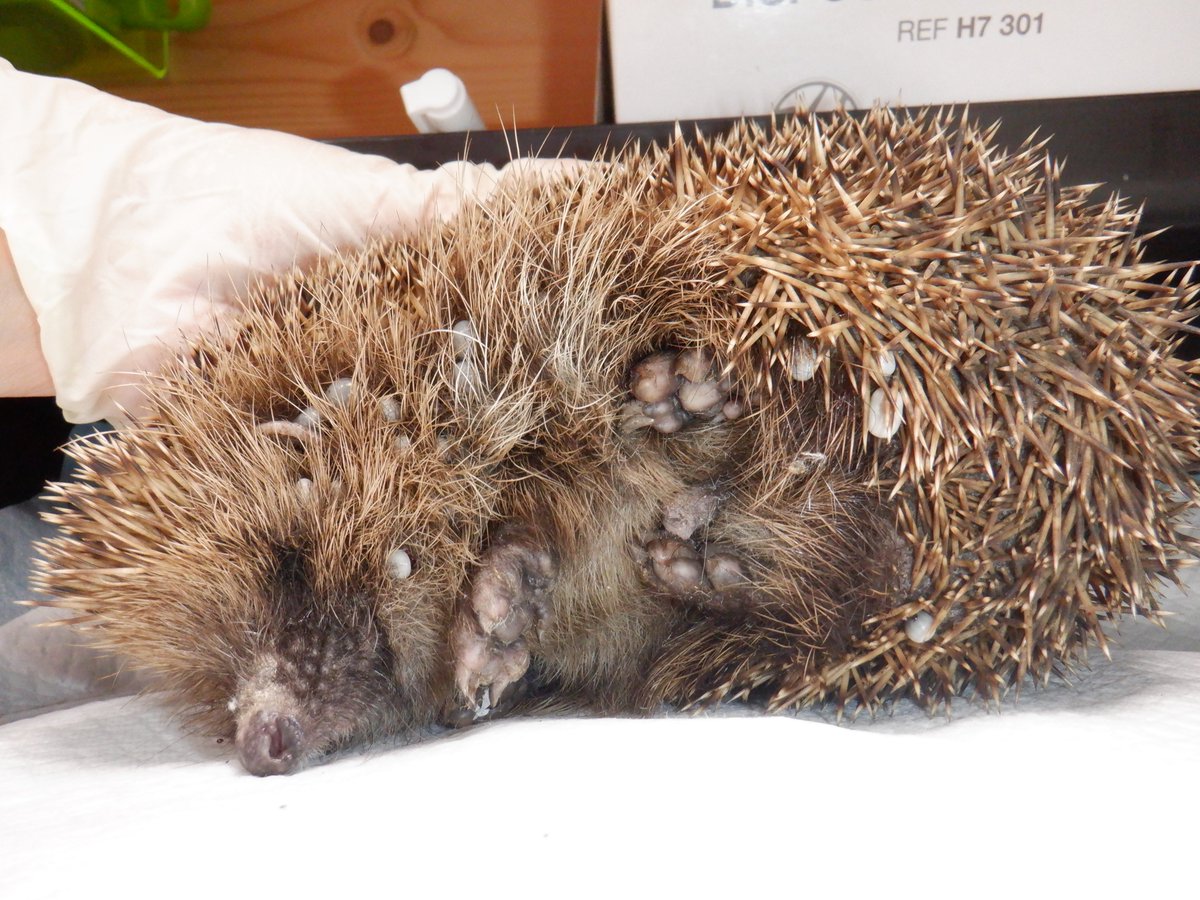 Ricky Tick is military slang meaning 'immediately, quickly as possible', which is exactly how you need to act when you find a sick hedgehog. It could also describe this poor boy, who was seen by his finder at their feeder, smothered in ticks. A handful of ticks on a hedgehog is