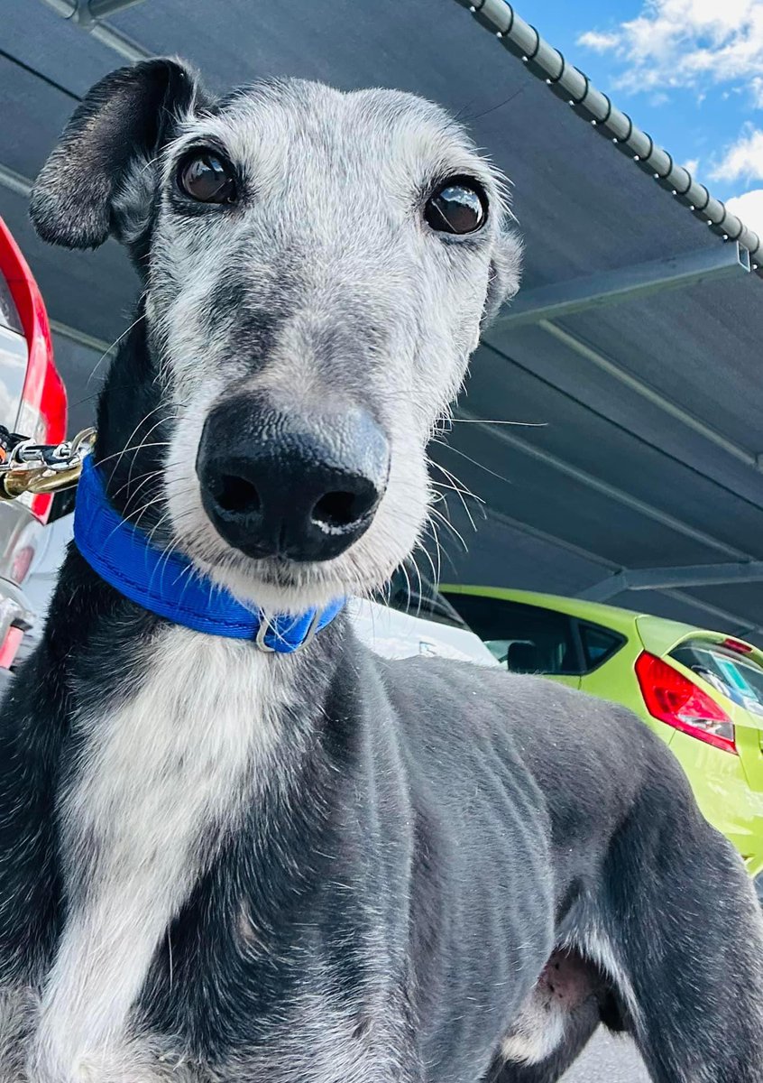 We’ve just picked this old boy up from the Perrera on the way back from the airport. He’s ten years old and his name is not great so we are looking for a new one. What do think could do that cute silvery face justice? 🙏🏻❤️