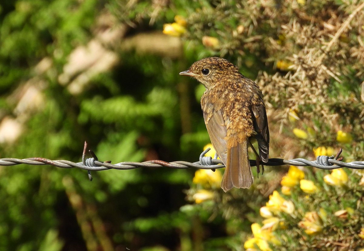 A young robin, I think, by the Haylie Brae car park, Largs