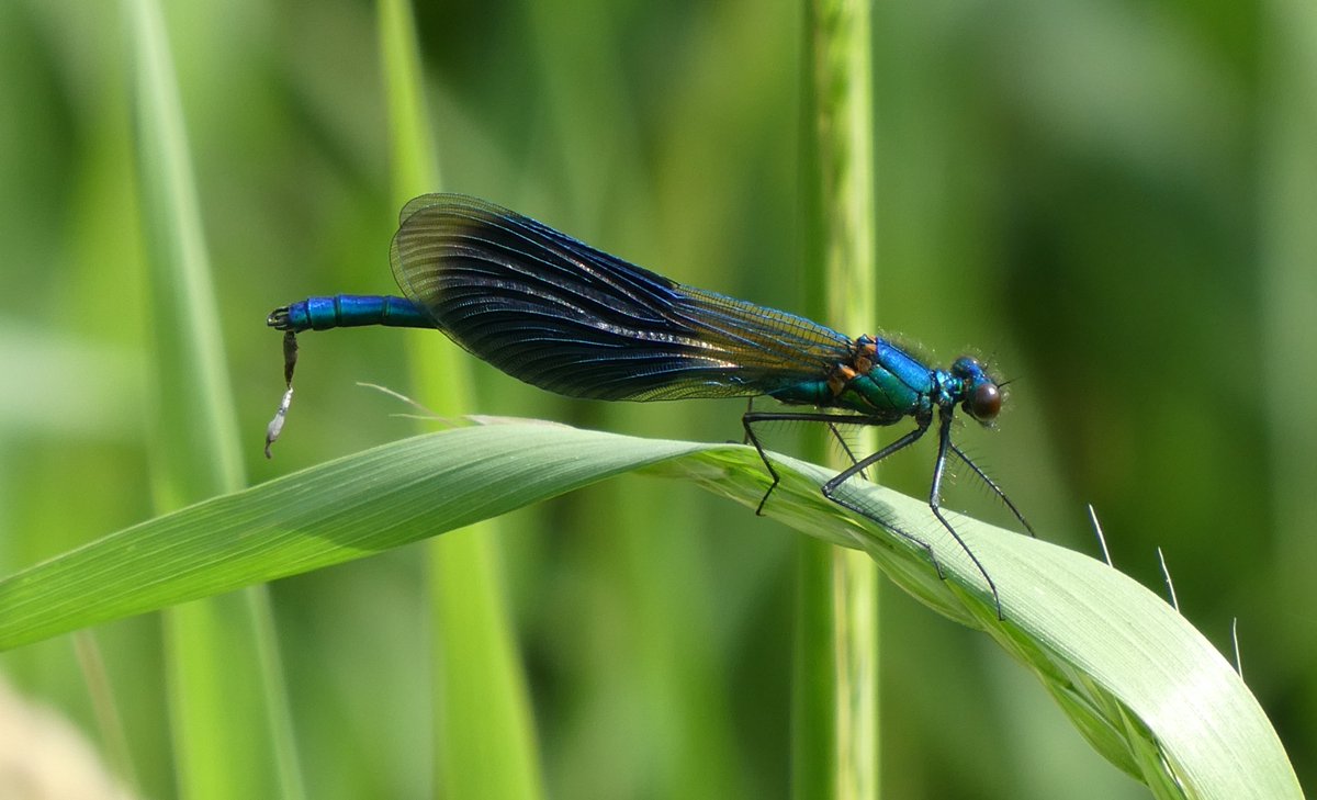 Ook prachtige #weidebeekjuffers moeten wel eens poepen! Toch? #Niezijl #Groningen 18 mei <a href="/GR_Landschap/">Het Groninger Landschap</a> <a href="/vlinderNL/">De Vlinderstichting</a>