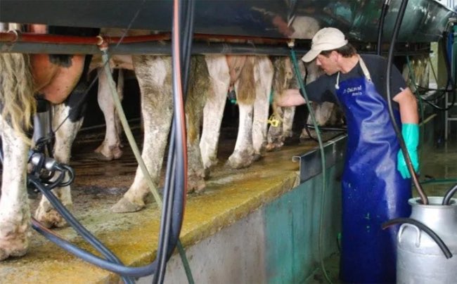 En Todo Láctea🥛🐮

Sector Lácteo. Se creó la Cámara de Empresarios Lecheros de Córdoba

➡️ agroverdad.com.ar/2024/05/sector…

#AgroTitular #AgroCordoba #agro #campo #lecheria #SectorLacteo