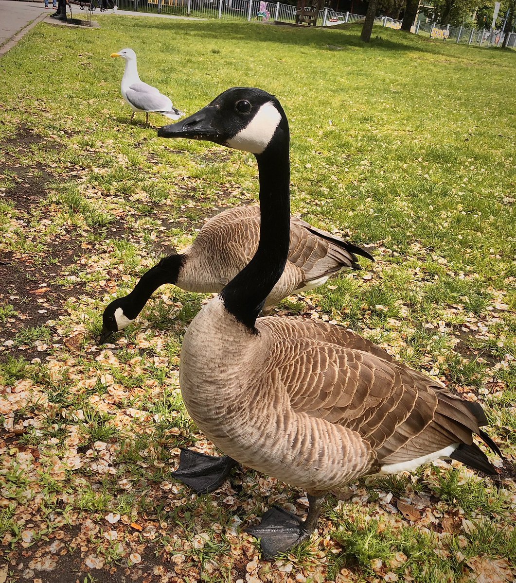 I know the canada goose has a bad rep for being aggressive. But I’ve been around them for years. I talk to them and we are buddies. So I like to think that maybe they don’t attack me because I’m not an asshole. Or, at least I hide it well.