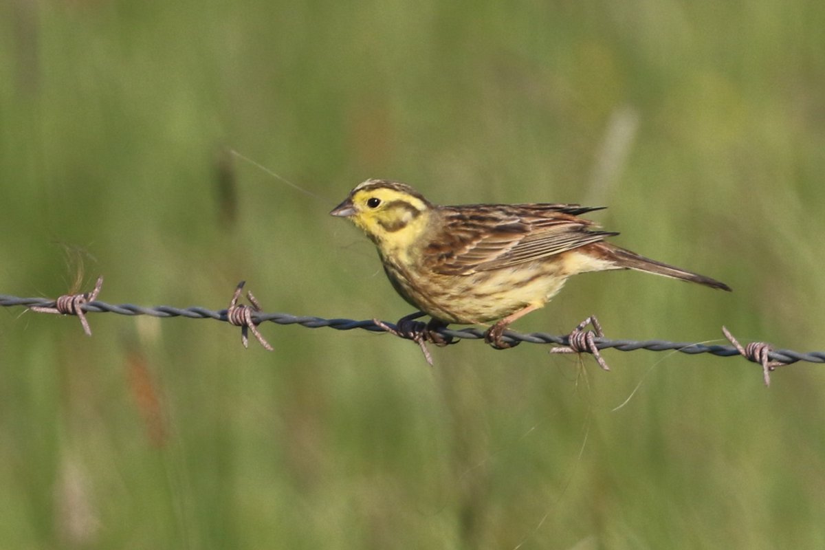 2nd BBS visit to @DysonFarming Bonby Carrs this morning (40 species) with the wet spring legacy including breeding Shoveler, Shelduck, c.5 pairs of Lapwing & a pair of Oystercatcher. Also BOCC RED Cuckoo, Corn bunting, Yellowhammer, Yellow Wagtail & Skylarks.