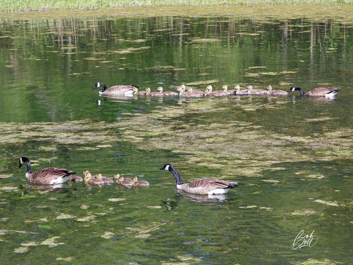 Pond life. We have had two families of Canada Geese on our pond with a collective 19 goslings. This morning there is a third family with three much smaller babies. A total of 28 geese means the grass around the pond is overly fertilized! #birds #birding #Ancaster #HamOnt #Canada