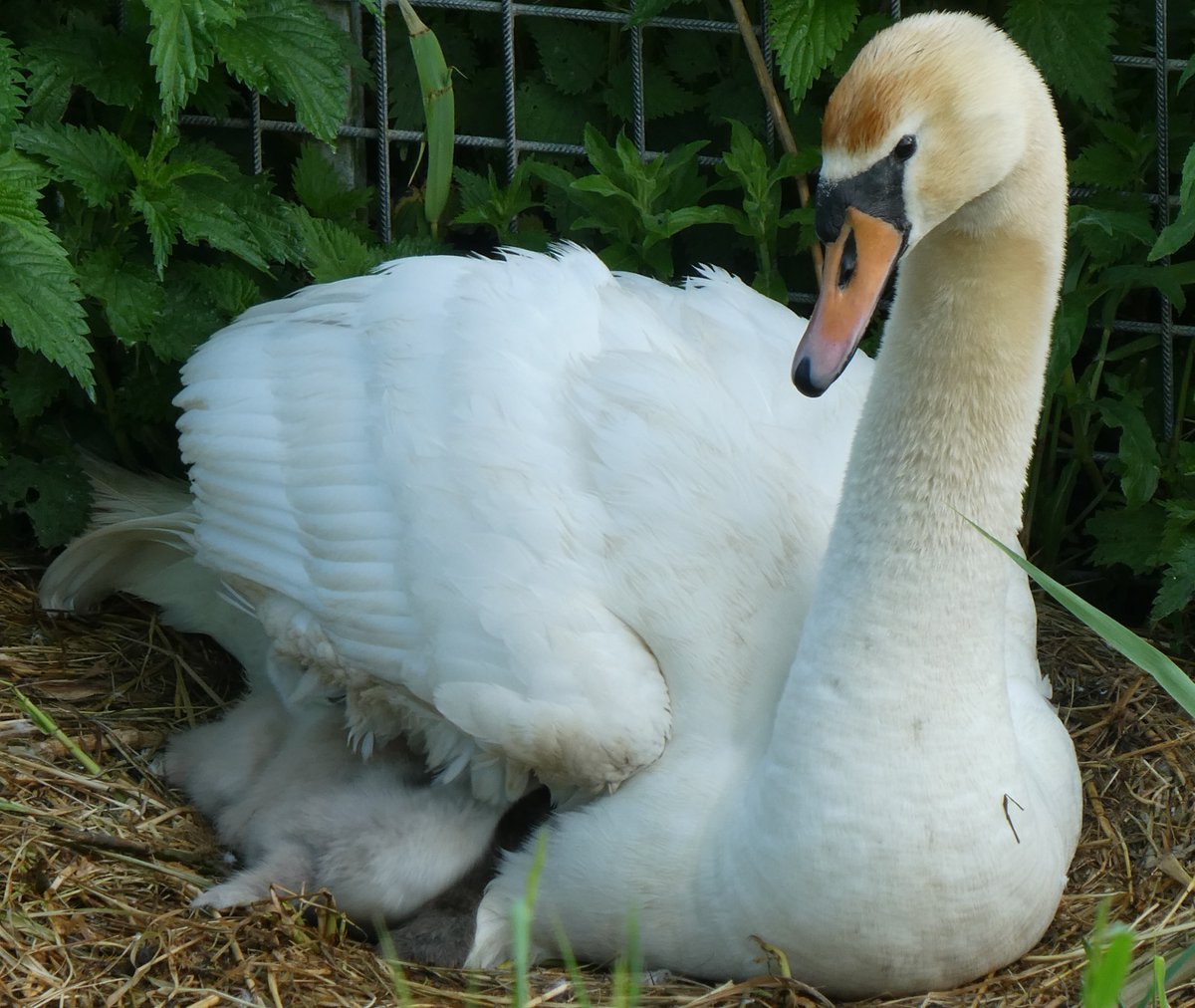 #knobbelzwaan pul kijkt even de wereld in, en dan weer snel terug naar broers en zussen!