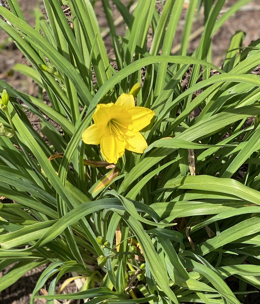 Hoping to see the sunshine at some point today, friends. It’s soggy outside. Here’s a Daylily for #SundayYellow. #GardeningX #Flowers #MasterGardener