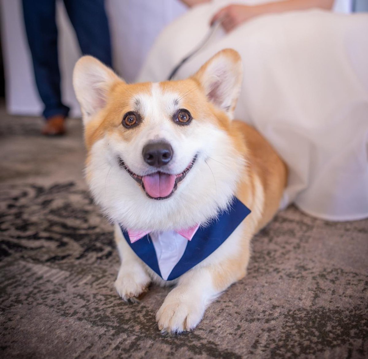 Duke_The_Corgi tweet media