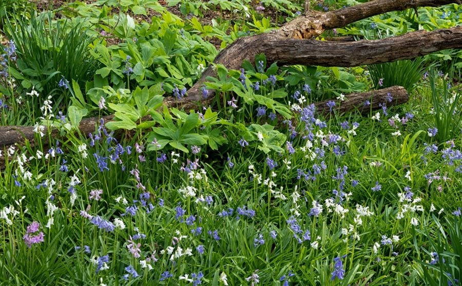 Garden Design Mag tweet media