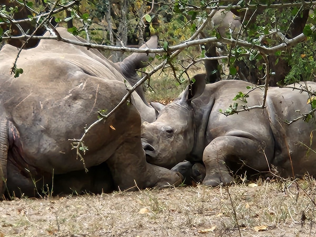 Photo of the day … Esmé, in true mommy style, allows Mango to use her feet as a pillow and take a nap close to her. ❣🦏