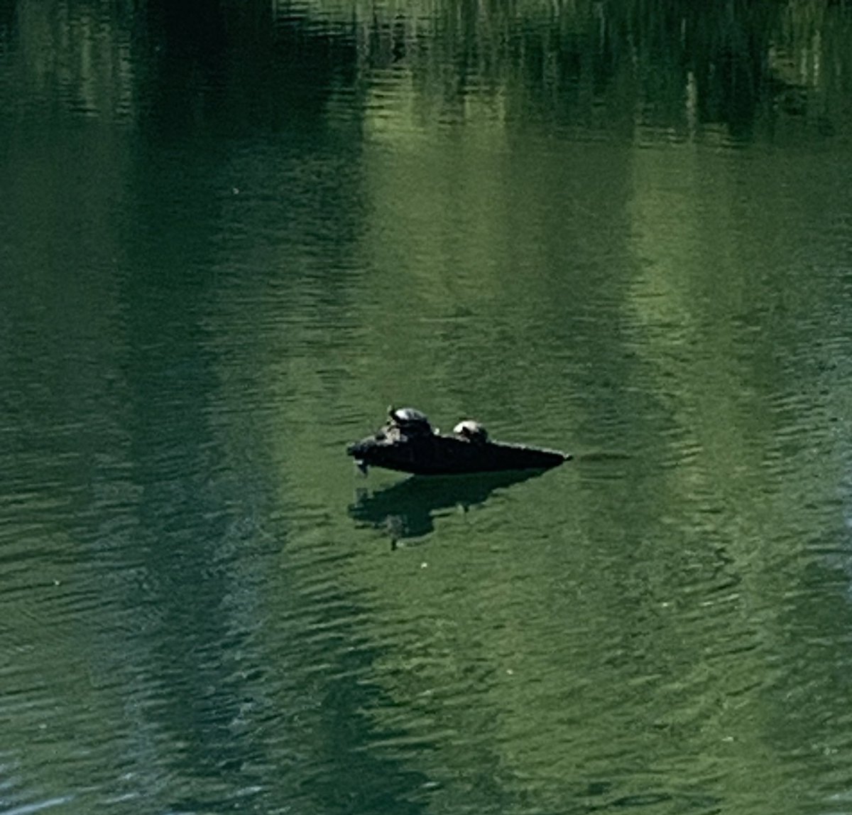 Terrapins 🐢 n the Deep South of Yorkshire! Legends has it they were pets that were disposed of in the lake. Now they have made it their home!