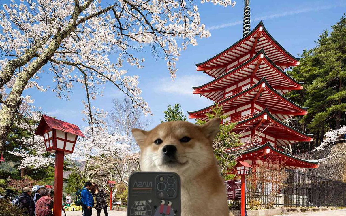 SelfieDog_SOL's tweet photo. @blknoiz06 I'll show you around https://t.co/RaBxAPdUL0