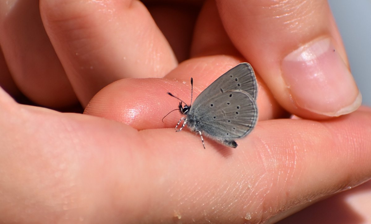 One of 64 Small Blues today @MagogDown. This one taking a liking to cheese and onion crisp residue! @bc_cambs_essex