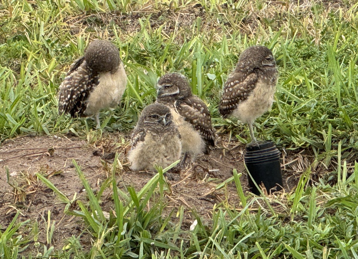 Burrowing owl census weekend! #capecoral #burrowingowl