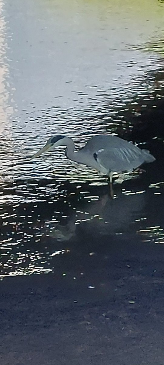 Peebles has been a happy hunting ground for getting photos of Herons. #DentistswithHerons #Herons #Peebles #ScottishBorders #Scotland