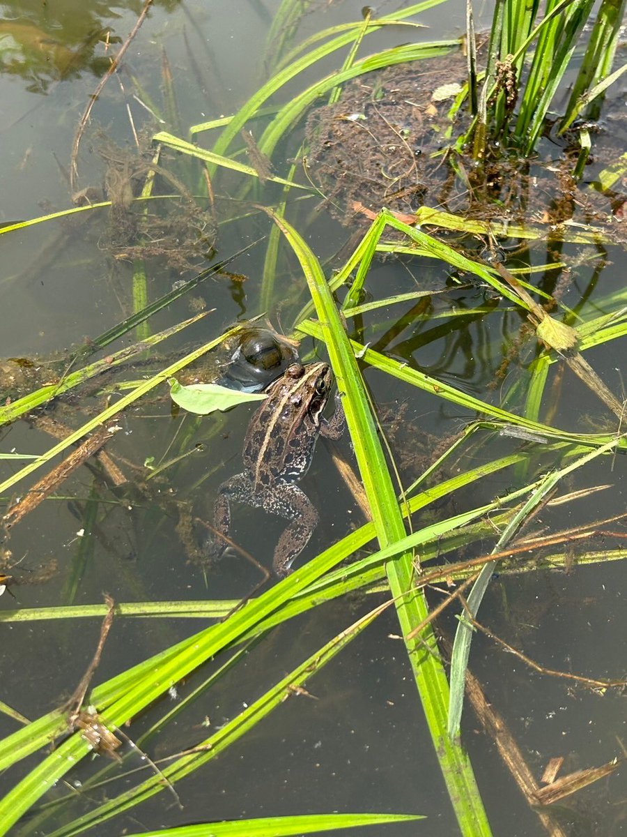 Ike_ic3's tweet photo. 本日の生物観察結果

魚類
マドジョウ、トウヨシノボリ、ミナミメダカ、ギバチ！

両生類
アカハライモリ、トウキョウダルマガエル、アマガエル

水生昆虫
ナミゲンゴロウ！、ヒメゲンゴロウ、コシマゲンゴロウ、ガムシ、コガムシ、コオイムシ
コオイムシ https://t.co/cTg3WPvd1r