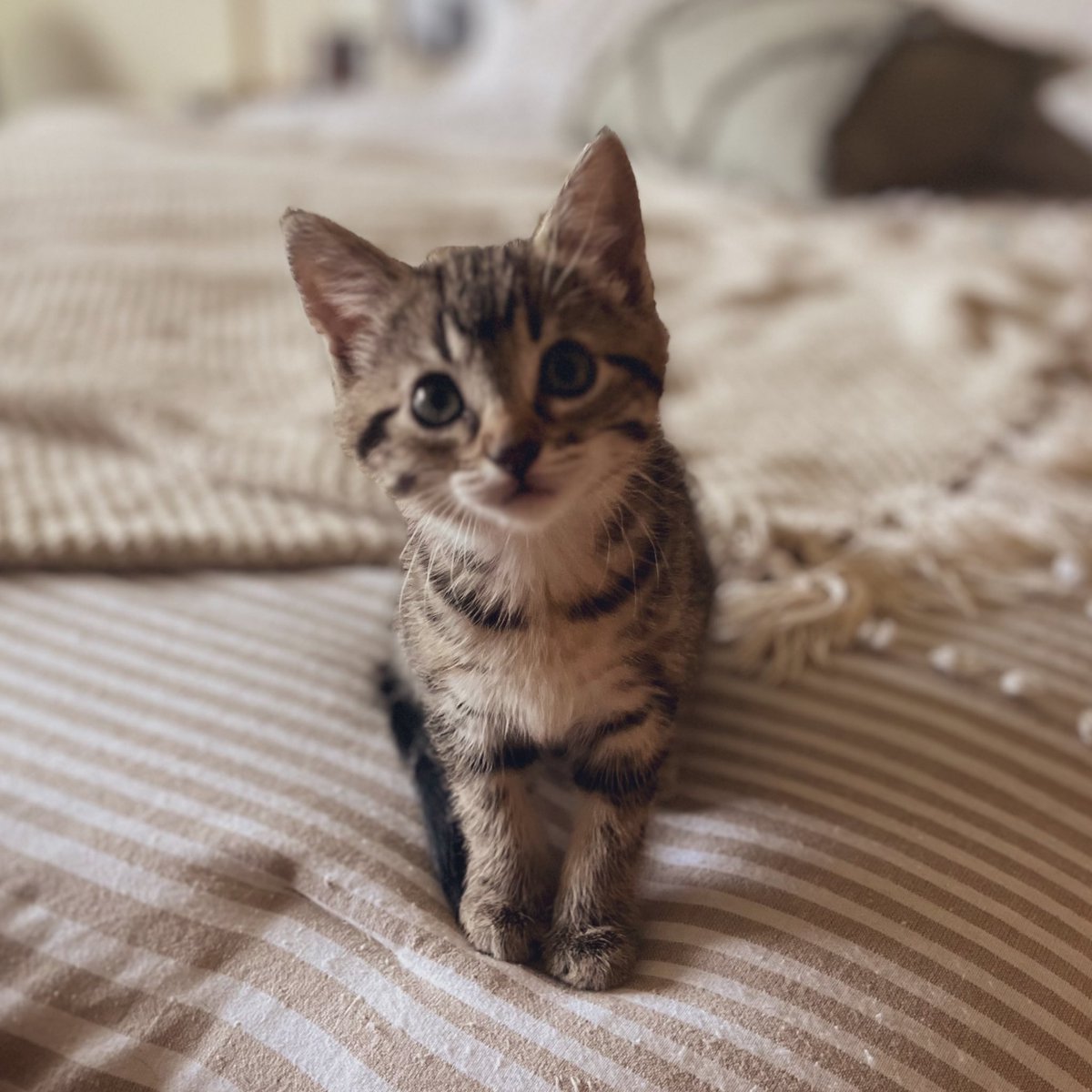 Come pick me up and cuddle. Please? #Caramel #kittens #CatsOfTwitter
