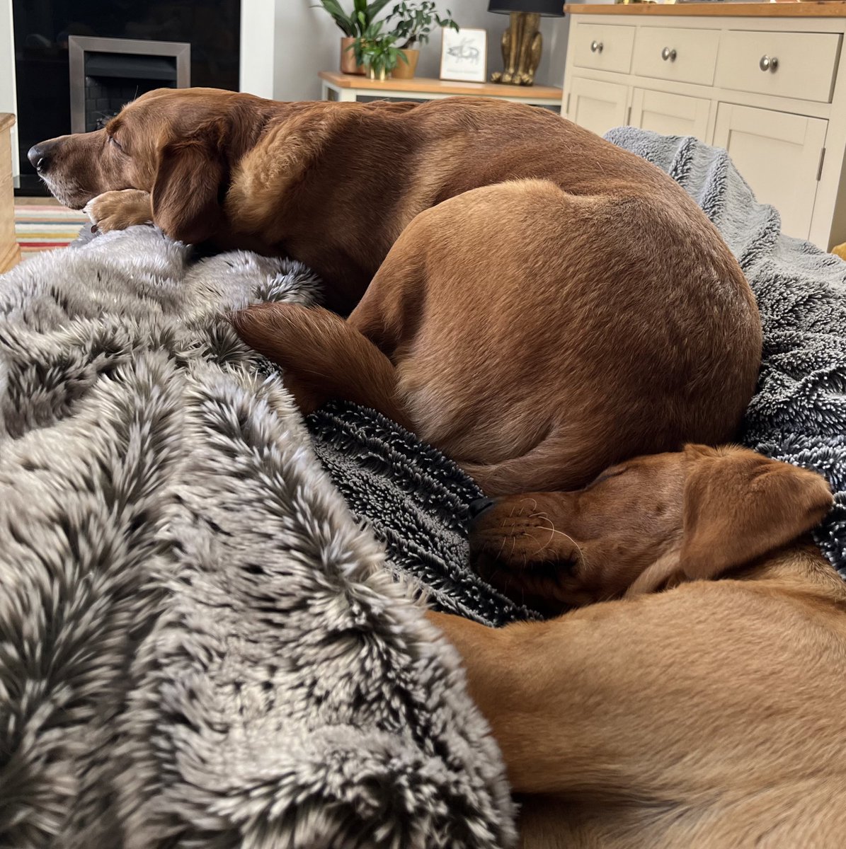 Sunday snooze 💤  Bit of a change from a busy med reg on call shift yesterday 😂