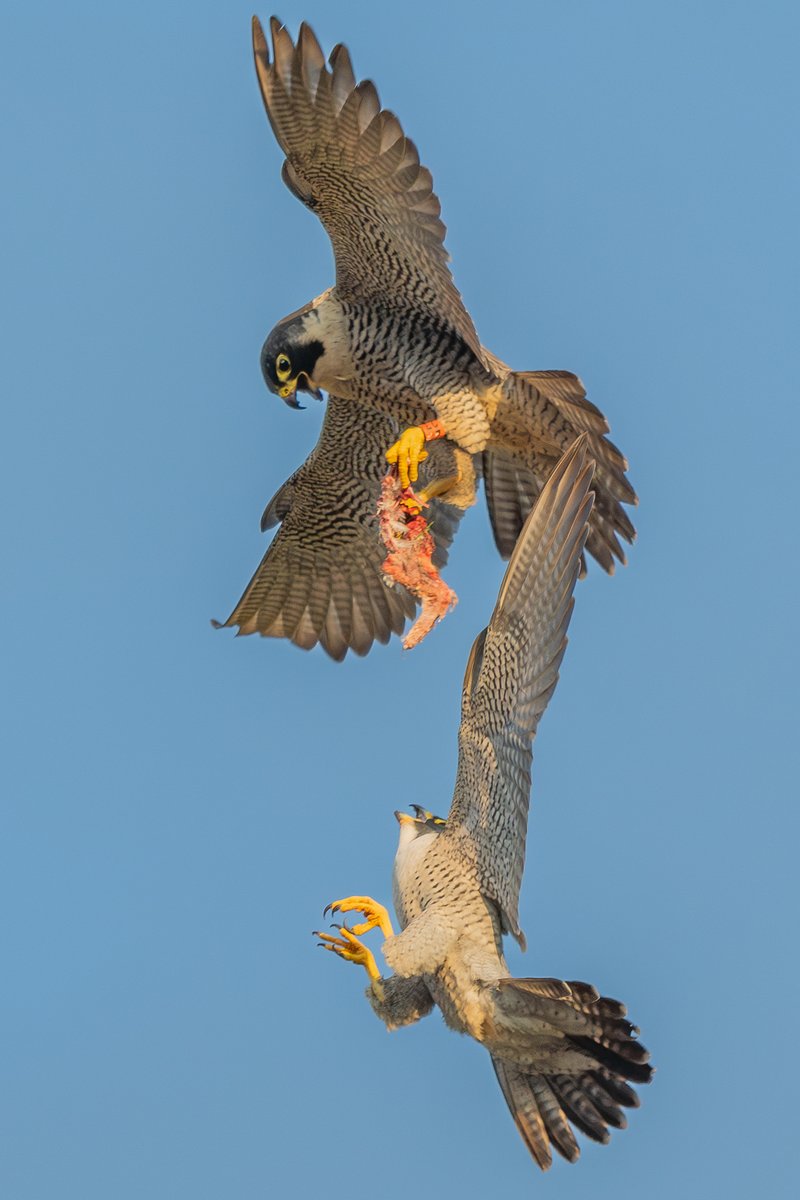 Peregrine Falcons interacting yesterday, Female uppermost #isleofman 🇮🇲 #NatureWonders #BirdsOfTwitter