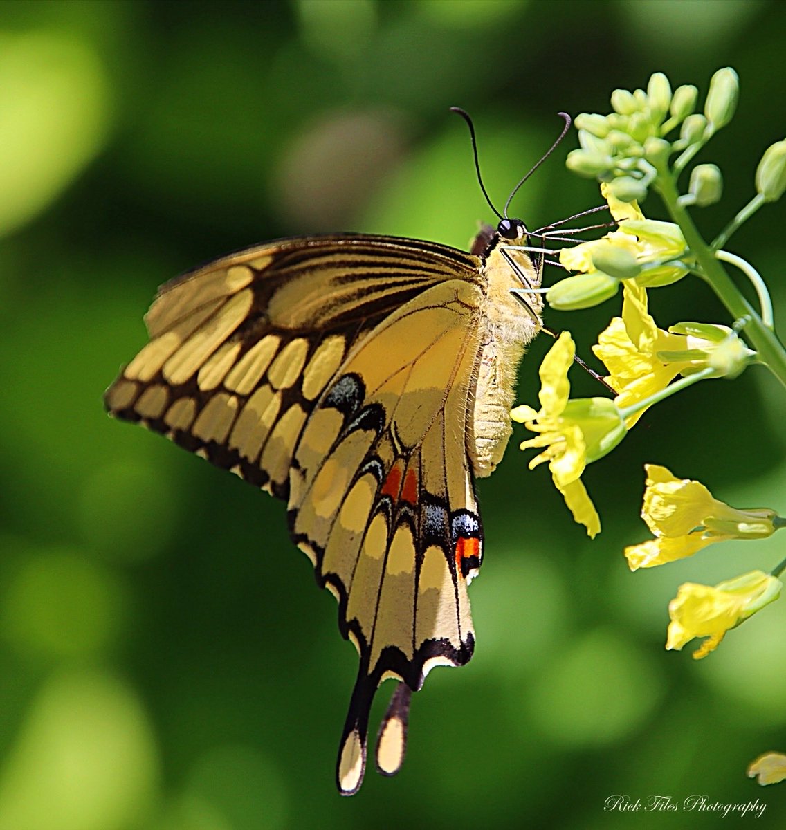 Giant Swallowtail Butterfly at work. #Butterflies #Flowers #Nature #TwitterNatureCommunity #WildlifePhotography #Photography #SundayYellow