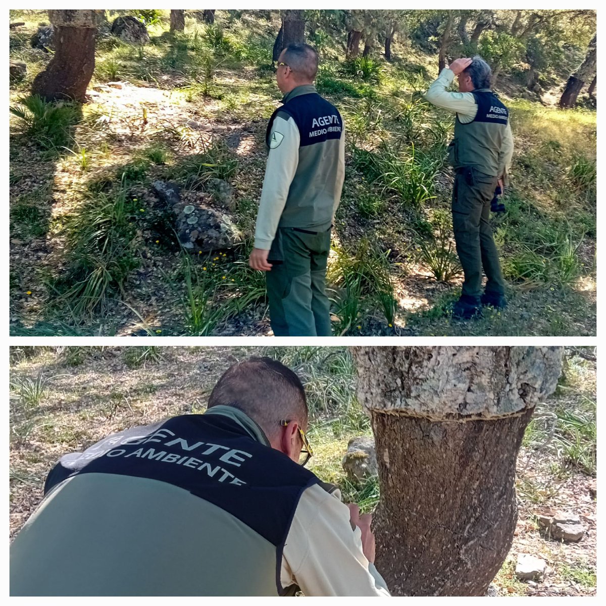 En montes poblados de alcornocal seguimos muy de cerca los posibles daños causados por «Periclista andrei», con carácter previo a la ejecución del descorche. Los daños por defoliación son producidos por las larvas de este himenóptero (avispas) de la familia Tenthredinidae.