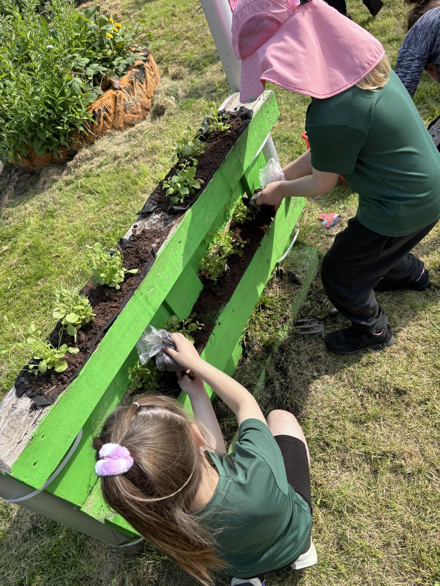 This week our gardeners gave our pallets a little face lift! Great job guys. Also popped to say hi to Derek 🐸 @QuayPrincipal @QuayVP @DRETnews @RHSSchools @The_RHS @schoolgardening