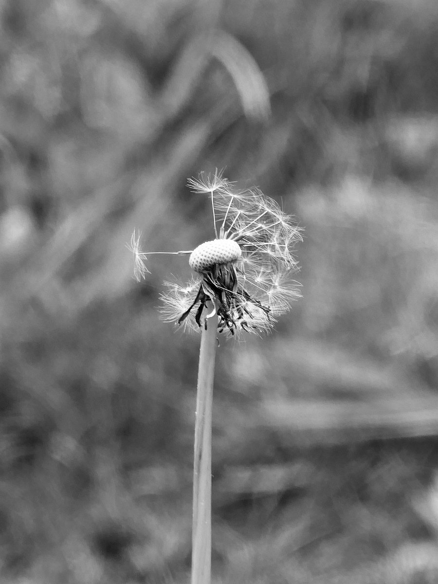 Weekend Black and White Dandelion macro shot. 
#BlackAndWhiteMacro 
#ThePhotoHour @BNW_Macro #MacroPhotography #Macro #MacroHour #dandelion
