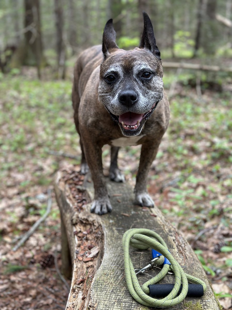 Happy Haley 🥰 wishes everyone a fabulous Sunday 💐we will be getting our hike in later today & hopefully see a friend on trail 😁! Enjoy ! #adoptashelterdog #spayandneuter #standupforpits 🐾