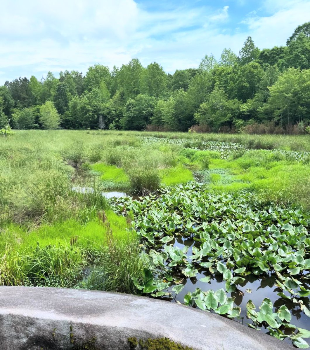 This gorgeous view of #Turnipseed Nature Preserve is today's #SundayShare and comes courtesy of Instagram's walkclubnc! Thanks for walking with us.