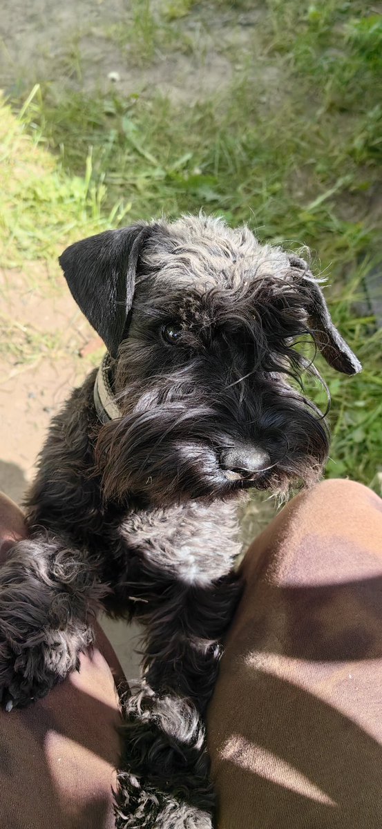 🥰GA, My dears! Today I will show you one of my furry muses ❤️ Meet Gerda the Miniature Schnauzer)