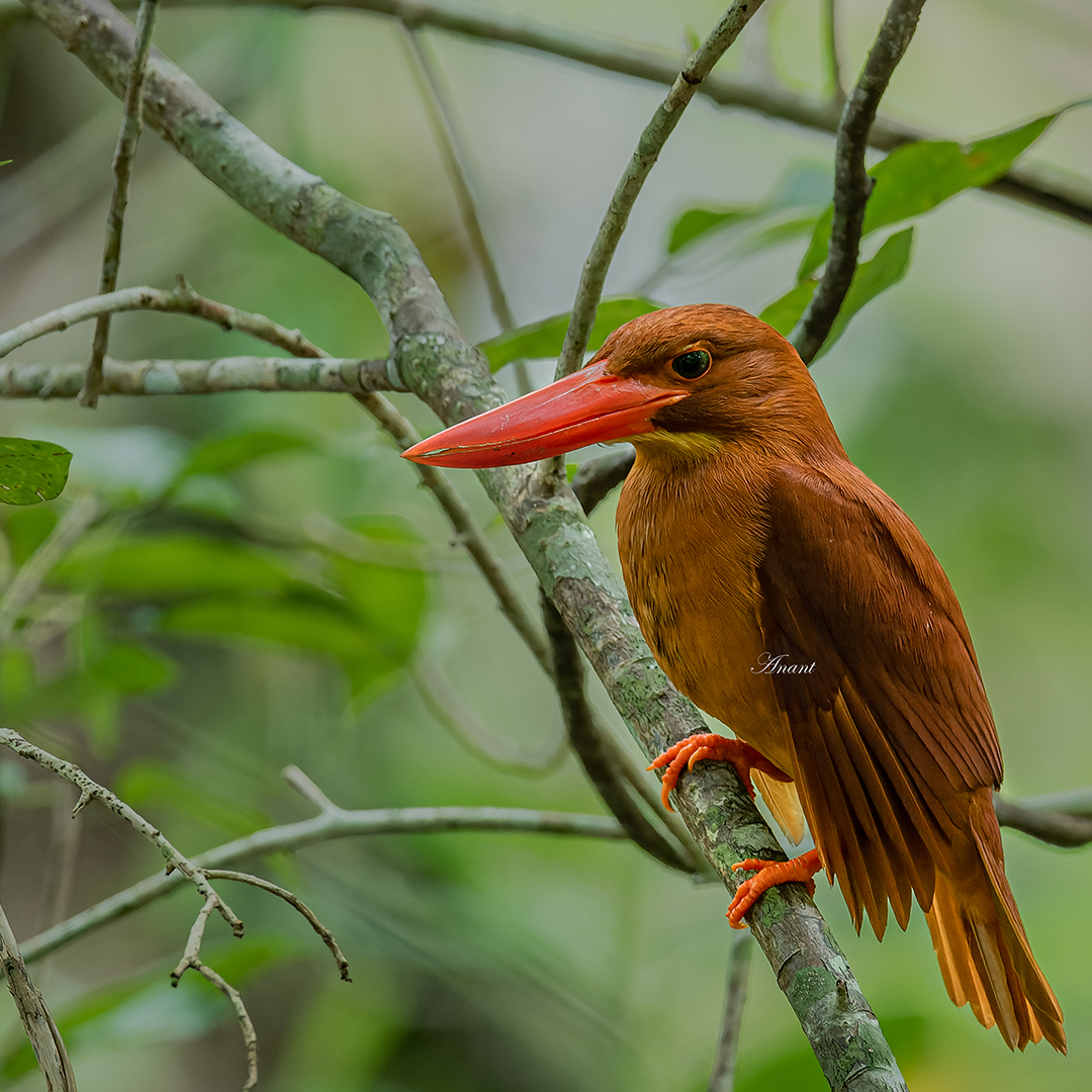 'I'm posing...but not looking at you' Found only in Andamans...the 'mizorhina' subspecies of Ruddy Kingfisher #beautifulbirds #Birdwatching #BirdPhotography #birding #photoMode #TwitterNatureCommunity #BBCWildlifePOTD #ThePhotoHour #IndiAves #IndiWild @natgeoindia @NatGeoPhotos