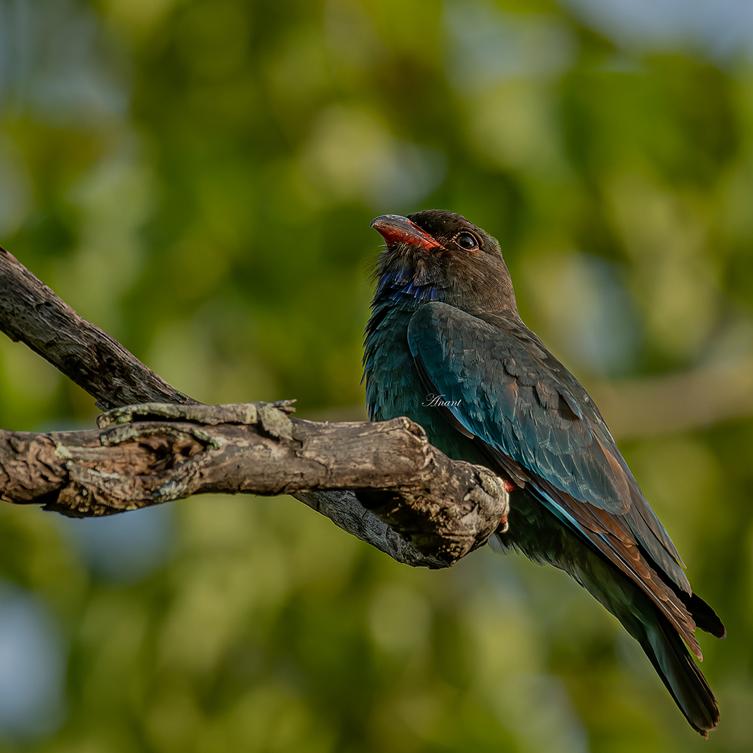 'Found only in Andamans' The 'gigas' subspecies of Oriental Dollarbird at Port Blair #beautifulbirds #world_bestnature #Birdwatching #bird #BirdPhotography #birding #photoMode #TwitterNatureCommunity #BBCWildlifePOTD #ThePhotoHour #IndiAves #IndiWild @natgeoindia @NatGeoPhotos