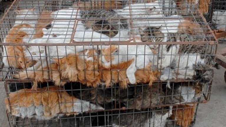 Hop2saverabbits's tweet image. Seeing pets on the menu is heartbreaking. Let's say a universal NO to eating pets, including wild and abandoned cats, dogs and rabbits. They're companions, not food.
petition.parliament.uk/petitions/6595… #PetsAreFamily #AnimalRights