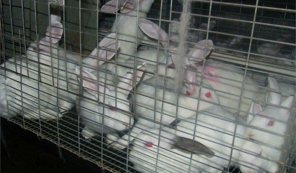 Hop2saverabbits's tweet image. Seeing pets on the menu is heartbreaking. Let's say a universal NO to eating pets, including wild and abandoned cats, dogs and rabbits. They're companions, not food.
petition.parliament.uk/petitions/6595… #PetsAreFamily #AnimalRights