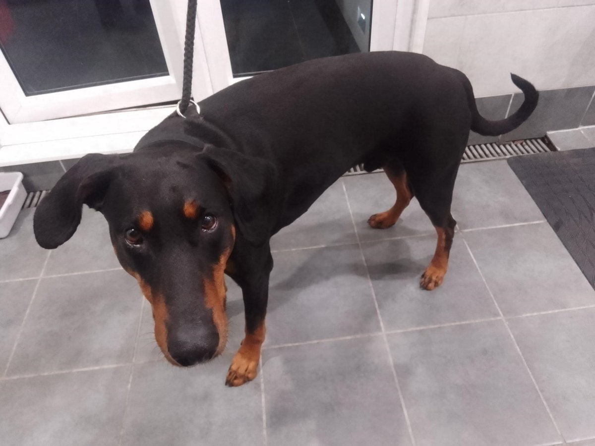 Urgent, please retweet to help find the owner or a rescue space for this stray dog found/abandoned #MILTONKEYNES #BUCKINGHAMSHIRE #UK 🆘 Doberman, male, chip not registered, found 12 May. Now in a council pound, his 7 days are already up. Please share widely, he could be