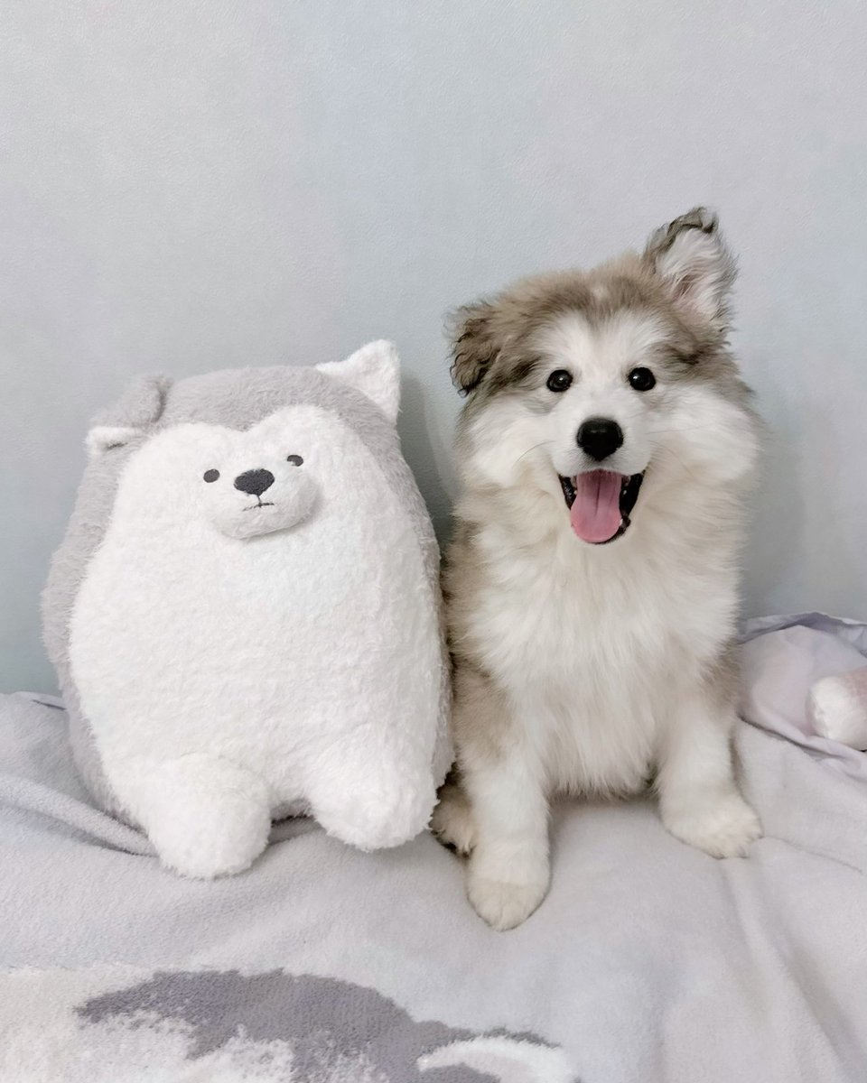 ジェラートピケさん🍨 アラスカンマラミュートの寝具セットの販売