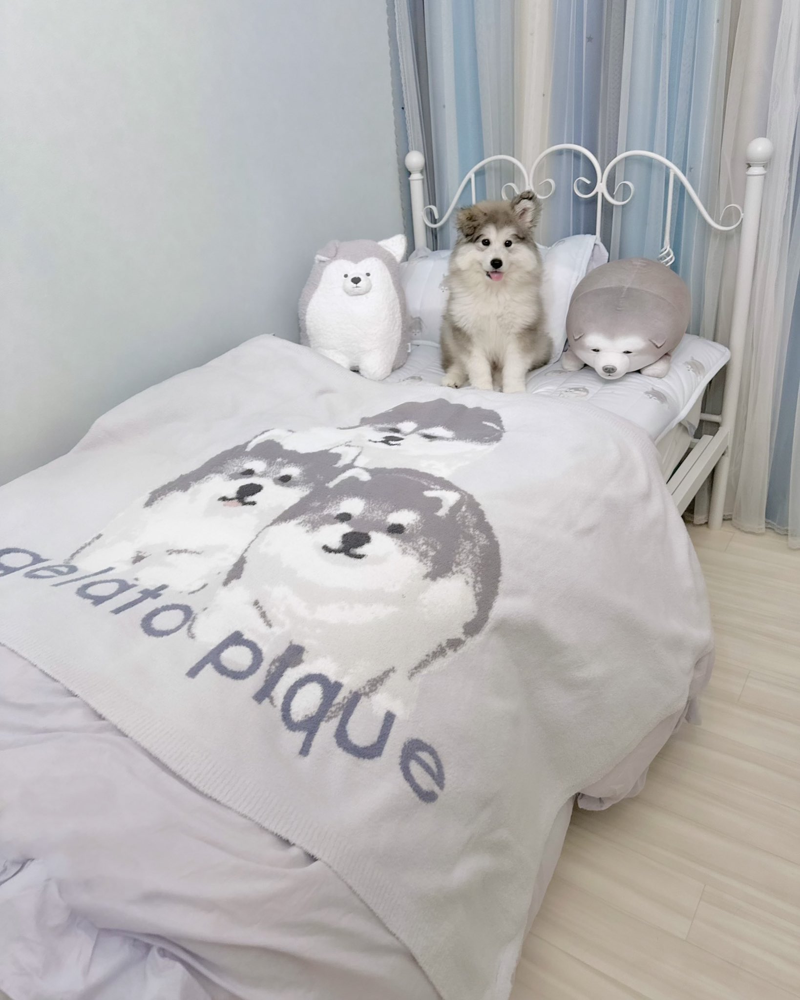 人気セール，定番】 ジェラートピケ 雪原アニマル エアモコハーフ