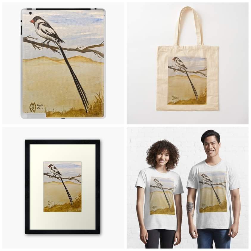 This is my acrylic painting of a pin-tailed whydah in the savanna. The conspicuous pennant-like tail is in the males of this songbird with some products.  redbubble.com/shop/ap/154252… #mattstarrfineart #art #gift #giftideas #tshirts #homedecor #pintailedwhydah #bird #birds #africa