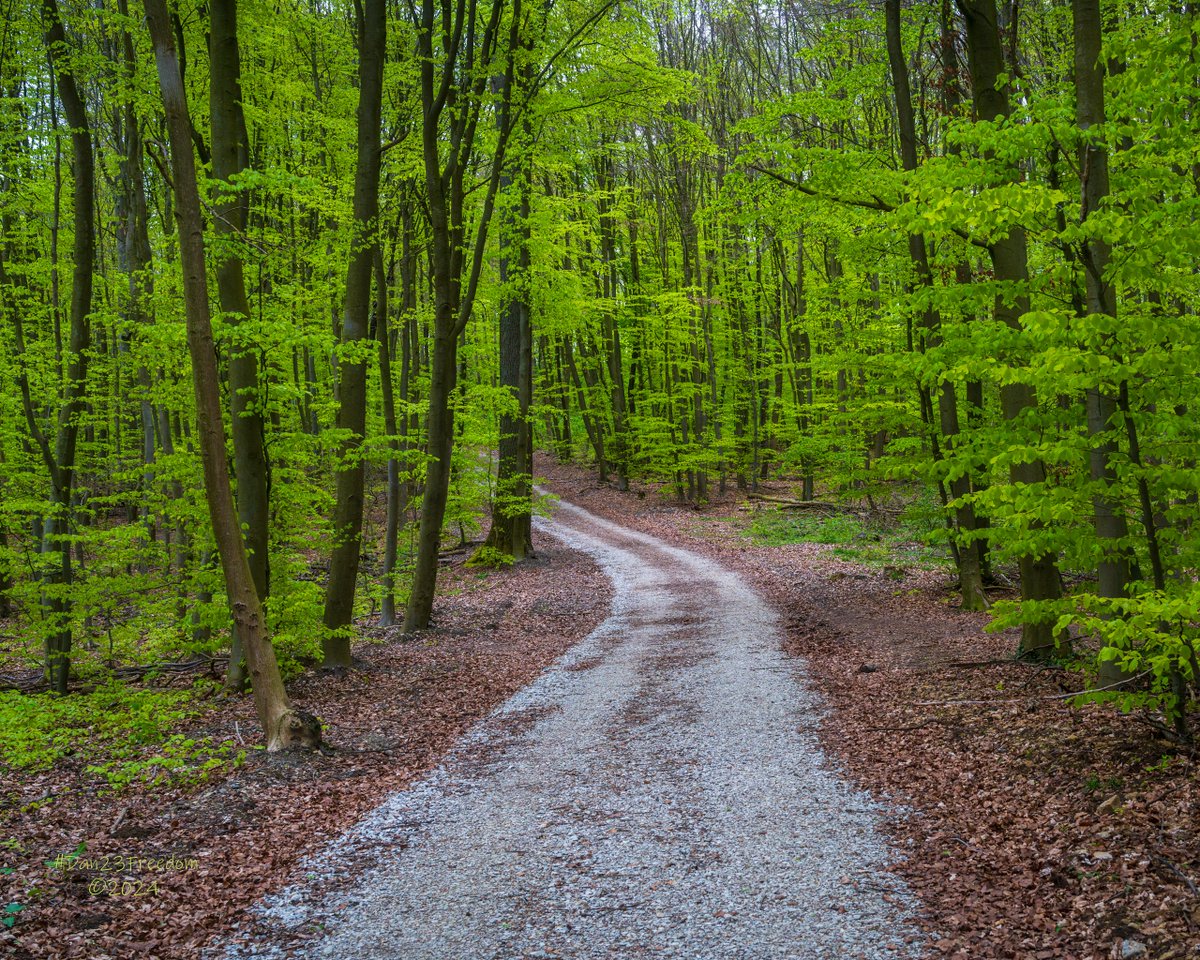 📷 1/80 sec at f/8,0, ISO 1000, 40 mm prime #dan23freedom
#germany #nordrheinwestfalen #walk #ilovetrees #tree_magic