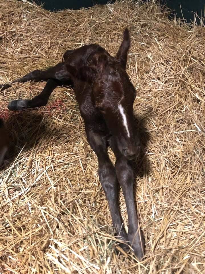 In the early hours of April 20th, 2021, an Arrogate colt out of Smart Shopping was born. He is now known as SEIZE THE GREY, your 2024 Preakness Champion!