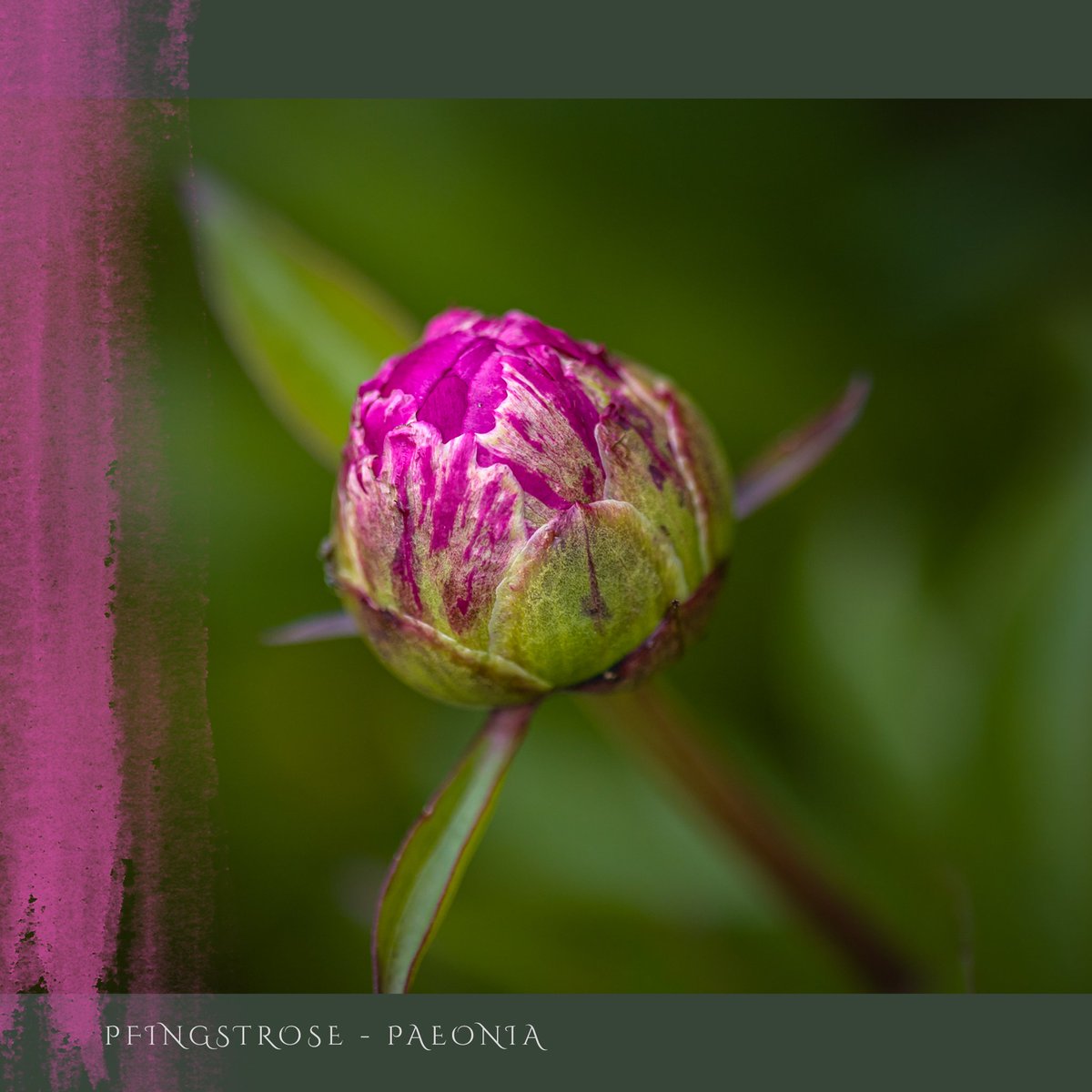 Pünktlich zu Pfingsten ist sie am erblühen, die Pfingstrose. #pfingstrose #gartenfarben