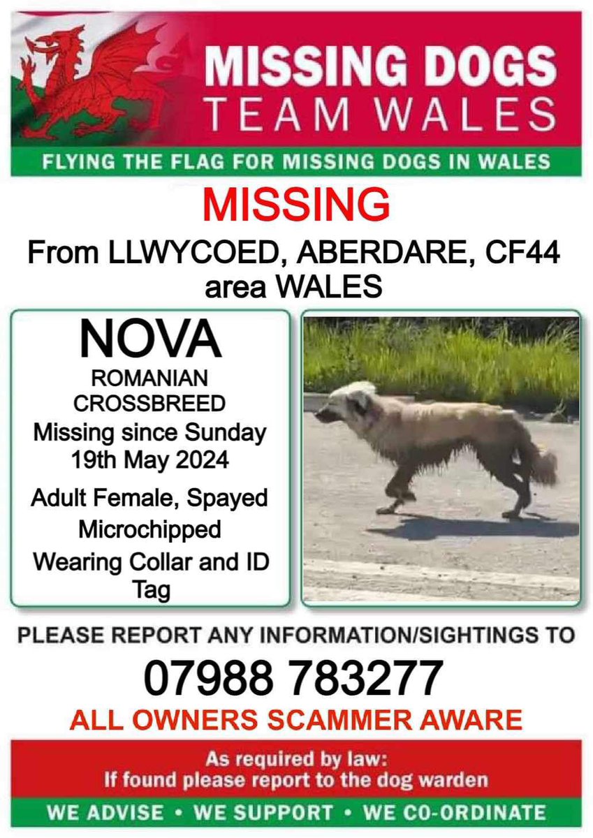 ‼️SIGHTINGS ONLY ‼️ NO CHASING OR CALLING ‼️ 💥NOVA HAS ESCAPED FROM #LLWYDCOED AREA #ABERDARE #CF44 #WALES BUT SEEN HEADING TOWARDS #MERTHYR 💥 PLEASE CALL THE NUMBER ASAP IF SEEN ⬇️ DO NOT POST SIGHTINGS ON FBK ‼️