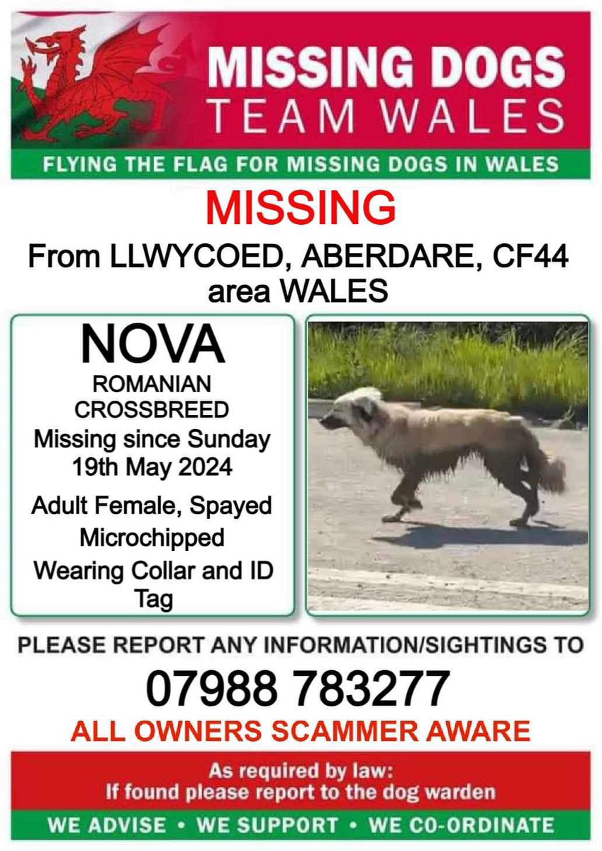 missingdogwales's tweet image. ‼️SIGHTINGS ONLY ‼️ NO CHASING OR CALLING ‼️

💥NOVA HAS ESCAPED FROM #LLWYDCOED  AREA #ABERDARE  #CF44 #WALES BUT SEEN HEADING TOWARDS #MERTHYR 💥 
PLEASE CALL THE NUMBER ASAP IF SEEN ⬇️
DO NOT POST SIGHTINGS ON FBK ‼️