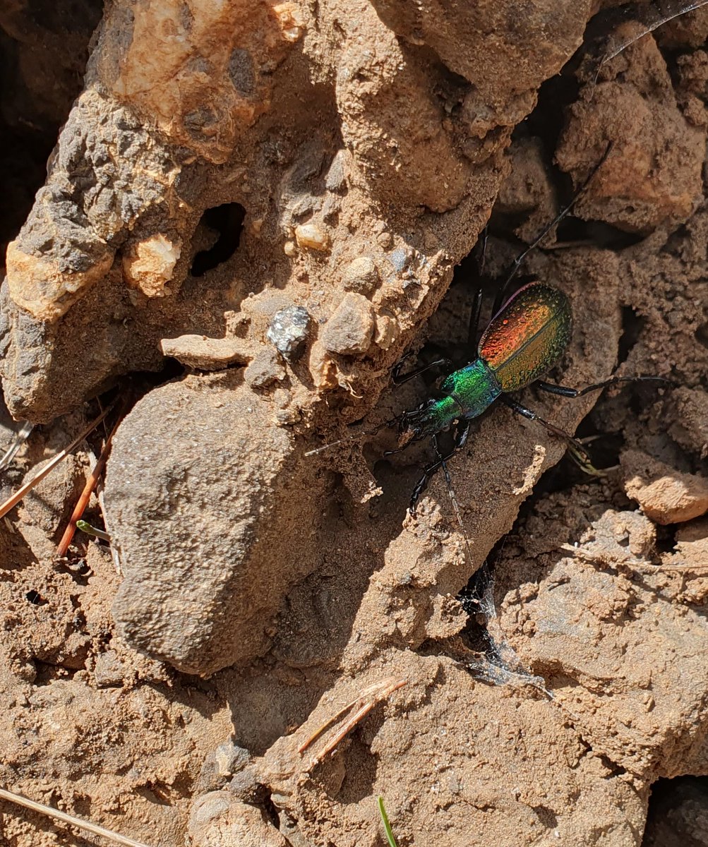 C. (Chrysocarabus) rutilans opulentus Oberthür, 1898
Mt. Turbón, Huesca, Spain
18.V.20224