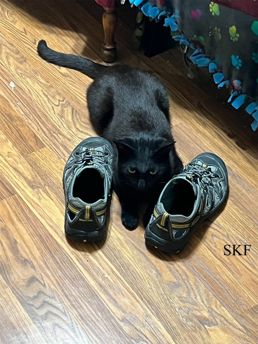 SkittlesFriends's tweet photo. Phantom: I’m eagerly awaiting for the Big Guy to sit down on his chair so I can “Help Him” put on his shoes this #SundayMorning 
Just like I checked out his reflexes last night by playing with his feet and ankles at 2:00 AM
😹😹😹
#CatsOfTwitter 
#Panfur 
#BigHelper https://t.co/DEvcVx4fkm