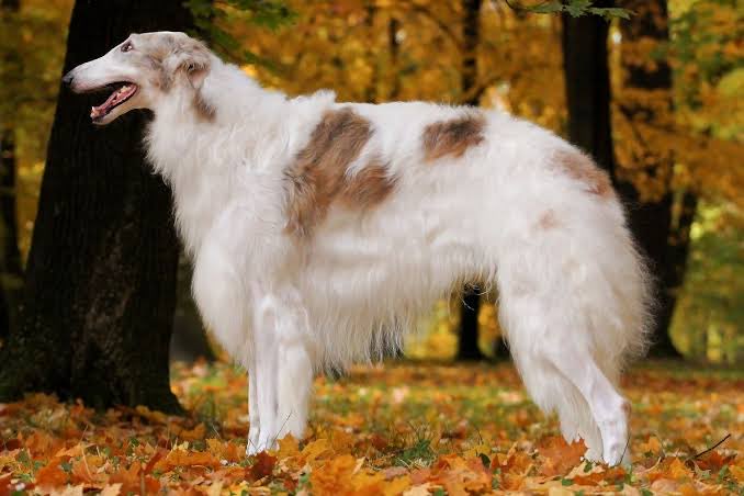 This is a Russian Wolfhound, also known as Borzoi. A rather large canine with not many left anymore, it’s among the rarest breeds in the world right now. Know why? Because the Bolsheviks killed however many of them they could get their hands on during the so-called “revolution.”