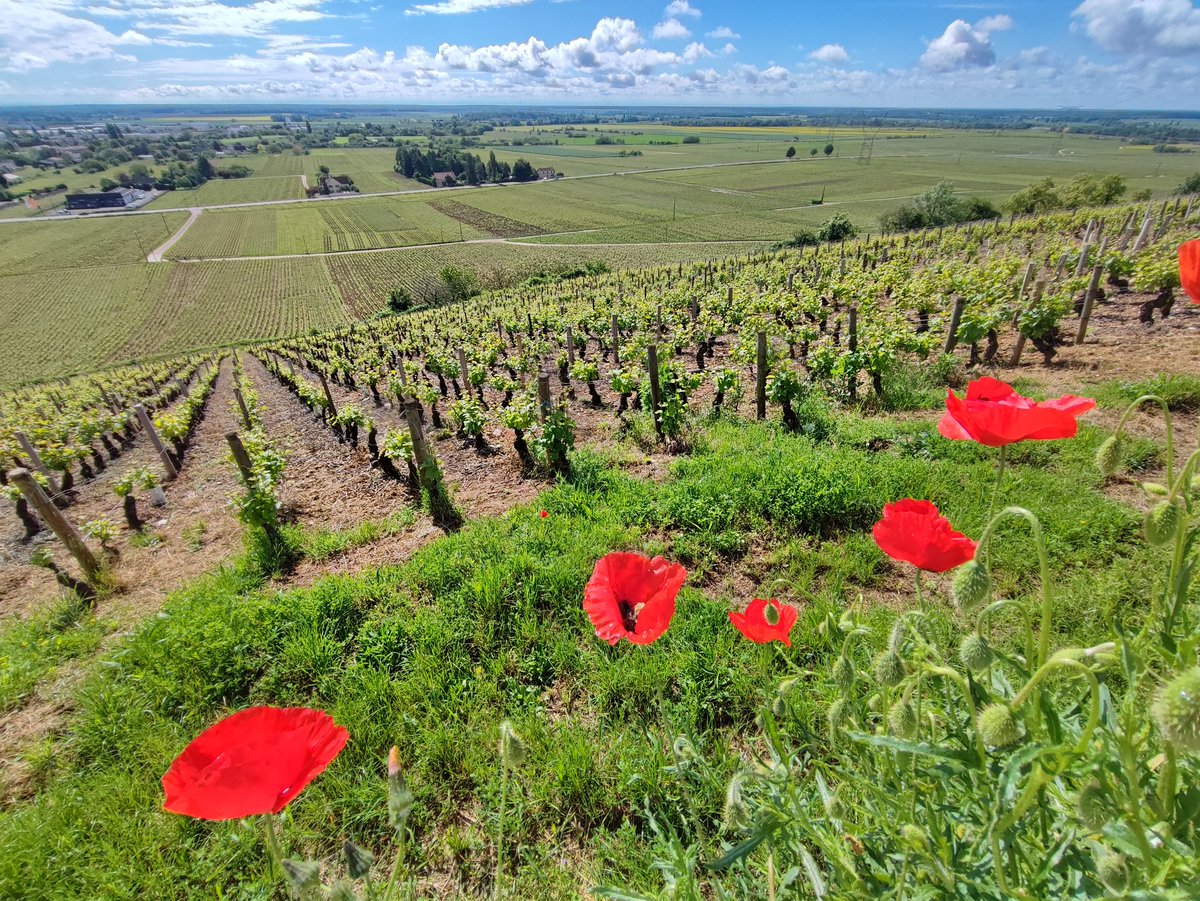 Quelle belle route que celle reliant #Beaune à #Dijon ... c'est la route des vins de #Bourgogne, avec des vignobles à perte de vue 🙂 #routedesvins #cotedor #BaladeSympa #lacotedorjadore #MagnifiqueFrance #FranceMagique