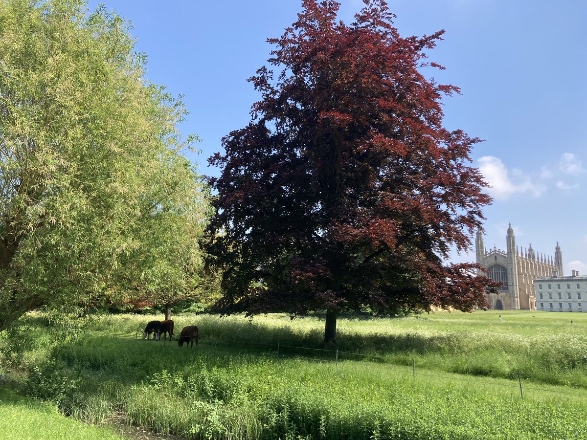 Cattle on the #Cambridge #Backs this morning. #KingsCollege #Chapel in the background