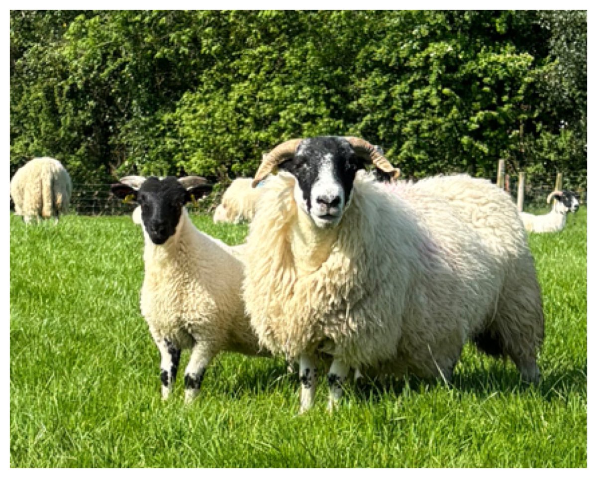 Ewe lamb that caught my eye. 
She’s one for the future. #scottishblackface #sheep365