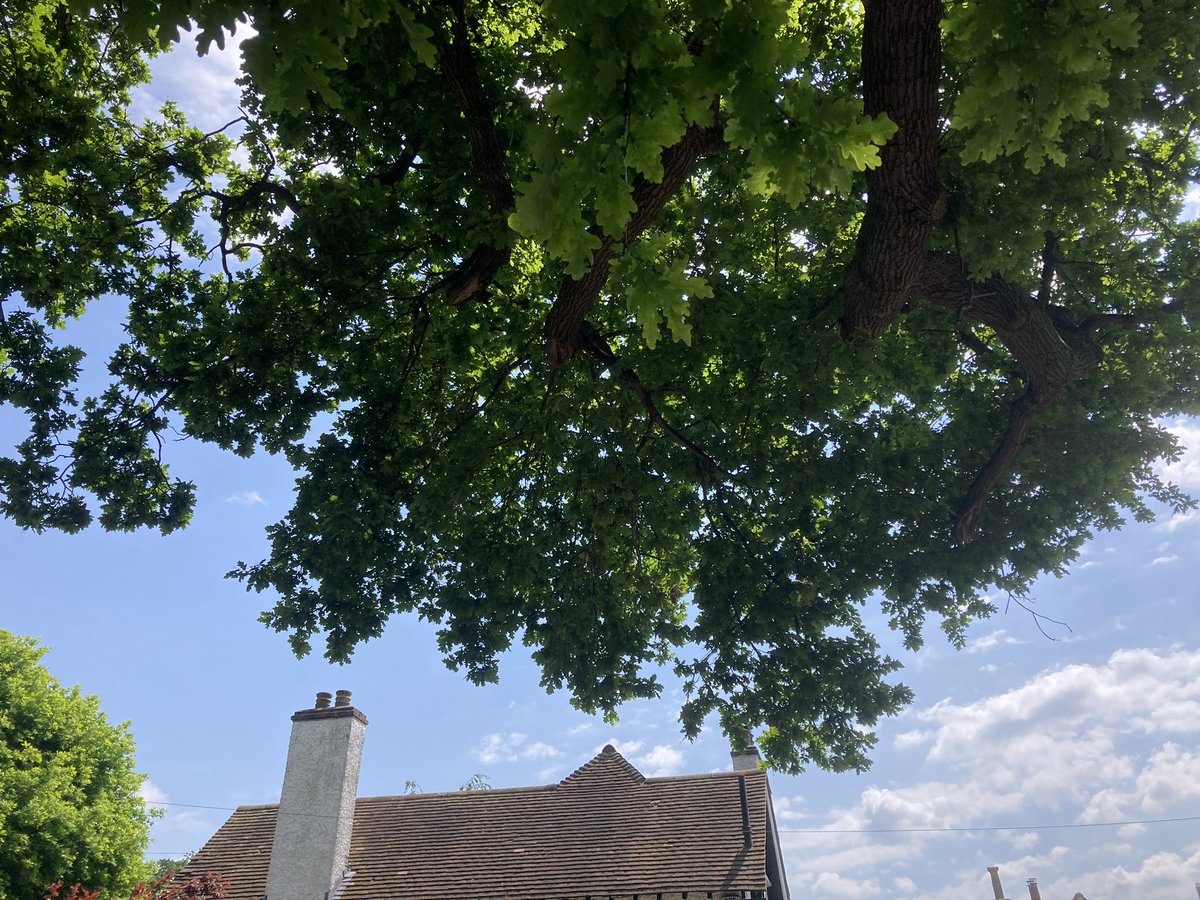 Whenever & wherever I stop for a rest on a cycle, the same Kentish oak tree is there waiting for me Surely it’s not just chance there is always an oak tree above me in the Weald of Kent 🌳🌳🤔🌳🌳